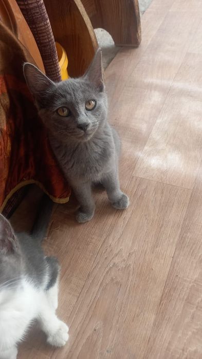 Красивый котенок ищет добрые ручки