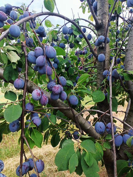 prune pt piața sau tuica