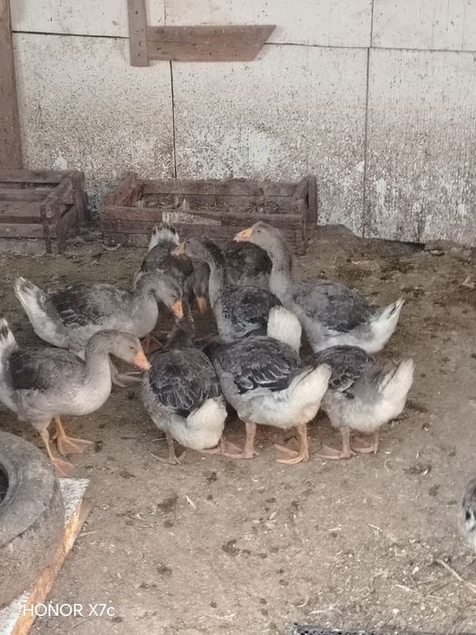 Продам гусятаааа