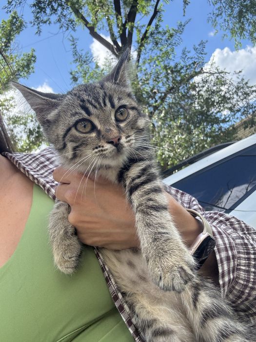 Котёнок мальчик 3 месяца