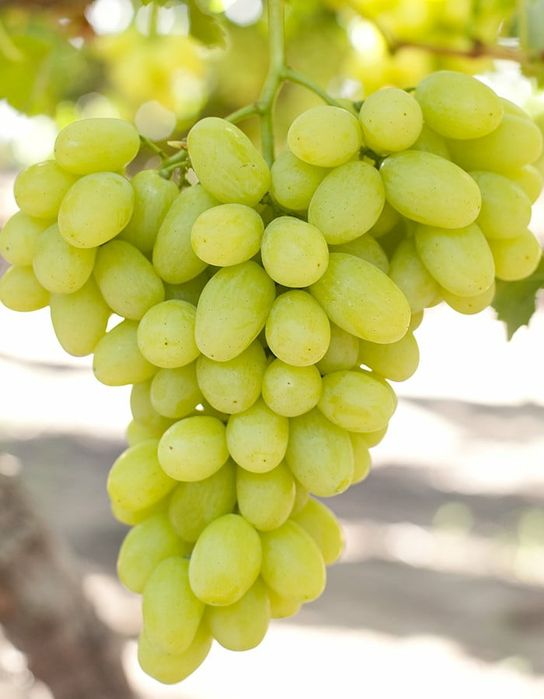 Vita de vie nobila 23  soiuri de masa albe