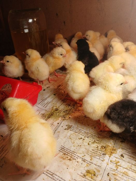 Циплята породы адлер