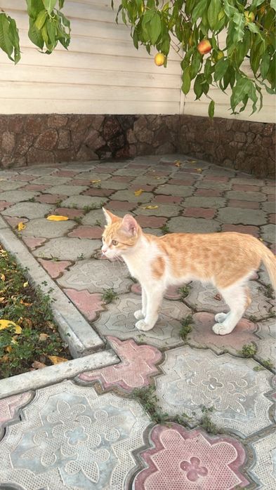 Кот бесплатно…..