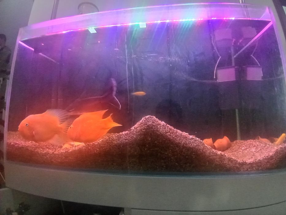 Продаётся рыбки аквариумные.