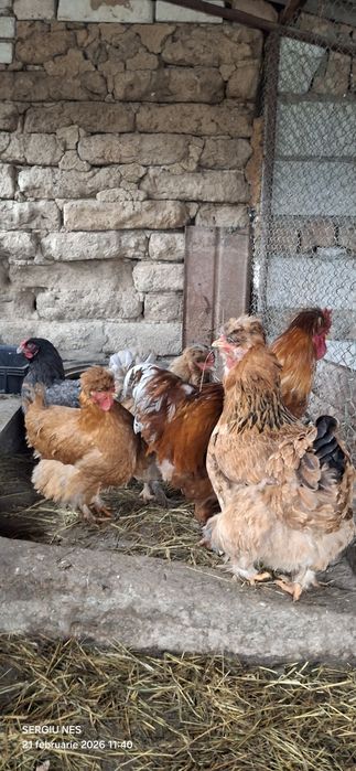 Ouă australorp,rhode island și moțate