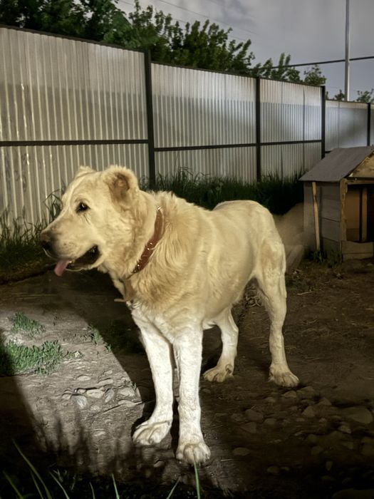 Белый сатылады!!! Төбет алабай