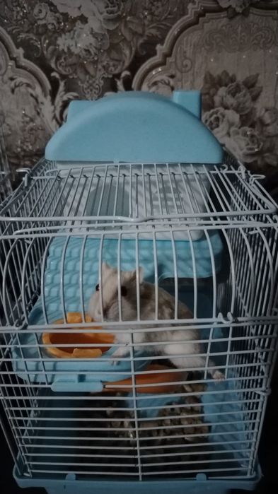 Продам хомяка джунгарский