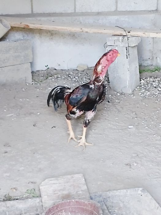 Kulangi xòroz 2-3 yosh