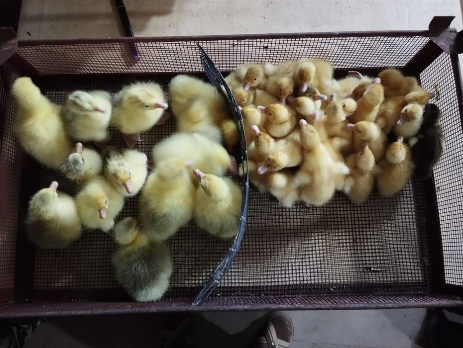 Гусята . Гусята .