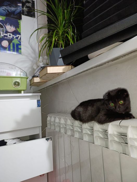 Вислоухая девочка 9 месяцев