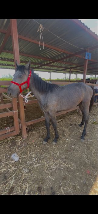 Тай 1 жасар,жуас