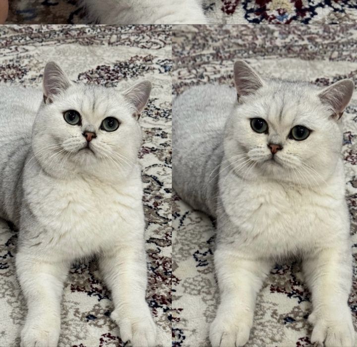 Вязка ! чистакровная Серебрестая Шиншилла NS11 приглашаем кошек честок