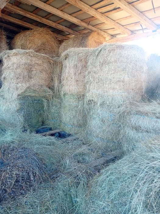 Baloti de fîn calitate