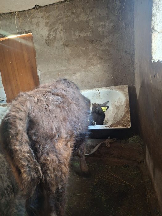 Продается бычок отличный