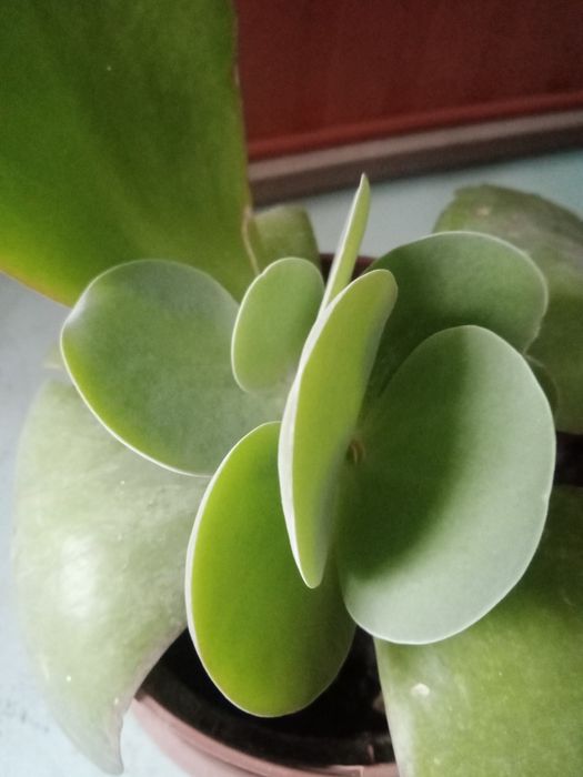 Растения по 1000 тенге.