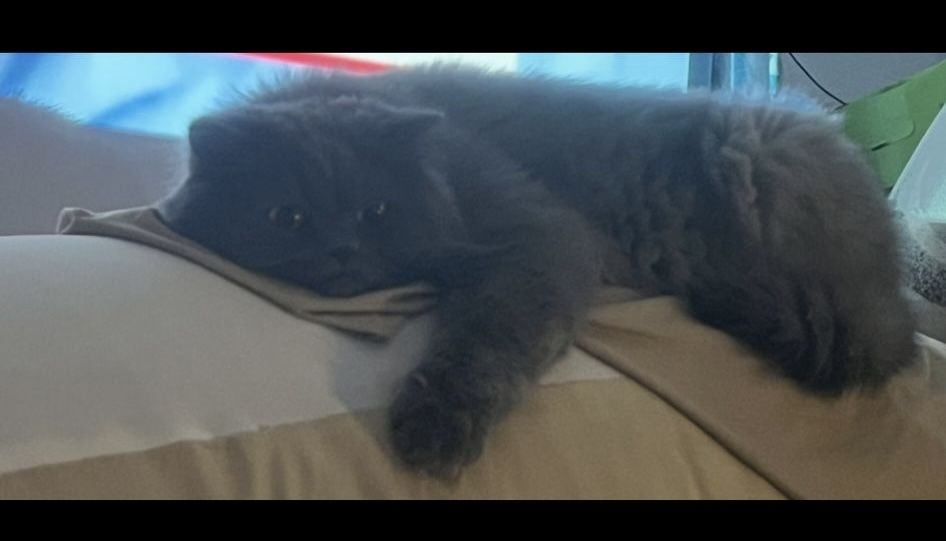 Donez motan-4 ani-British Longhair