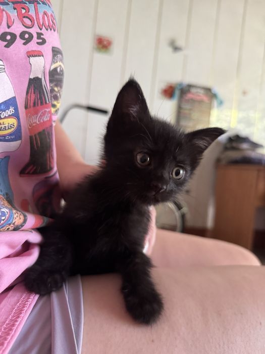 Котята бесплатно