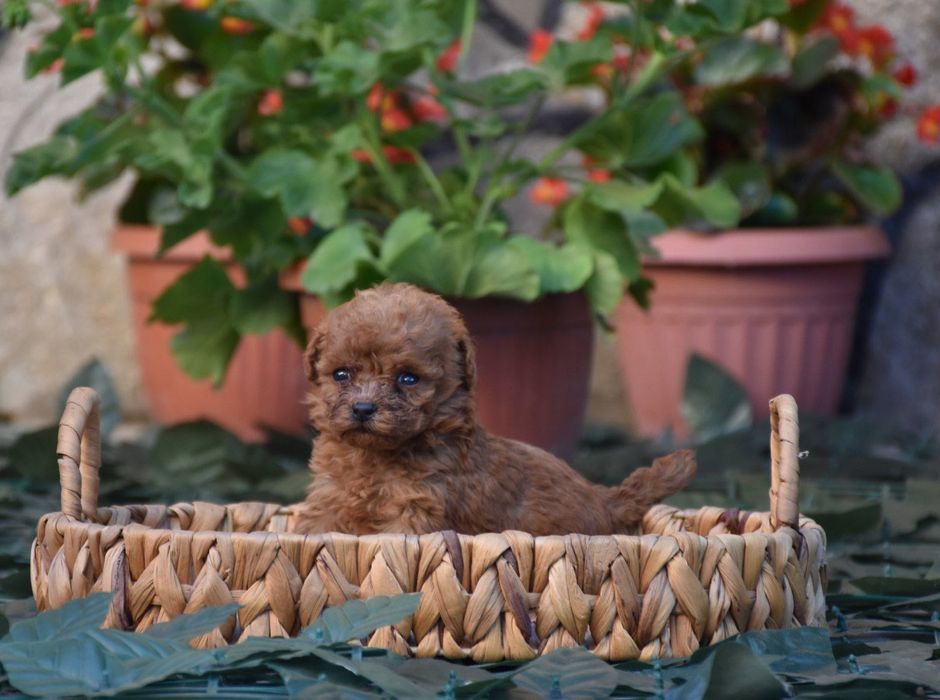 Той пудел (Toy poodle) Пудел Той (Poodle Toy)