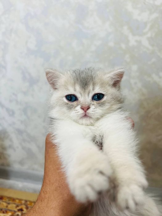 Серебристый шиншилла Шикарный чистокровный  золотая шиншилла.