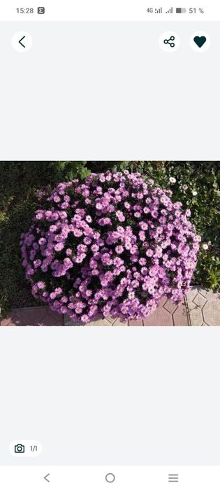 Саженцы сентябрины шаровидной или астра новобельгийская