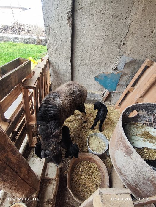 Она бола куй боллари эгиз соглиги еб ичиши Зур гарантия