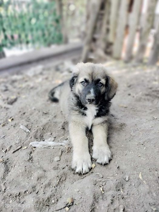 Donez catelusi pentru adoptie - in Cluj-Napoca si zonele limitrofe