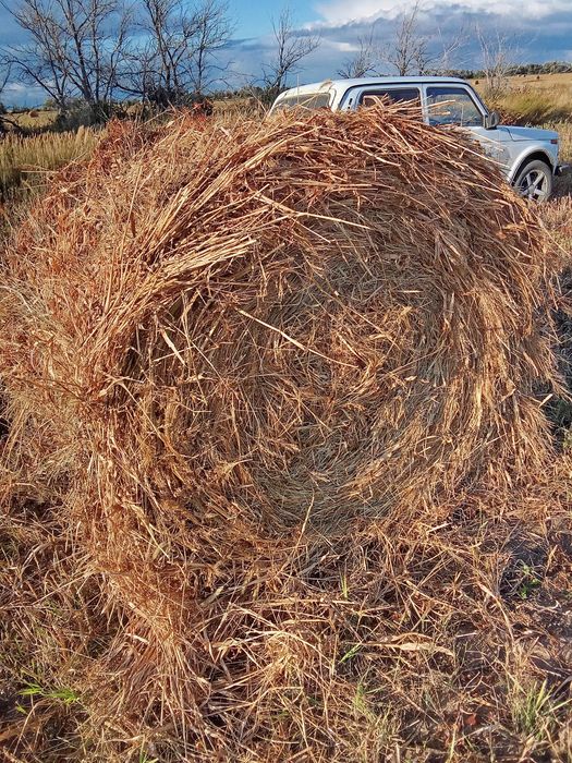 Продам руллоны просо (сено). Вес больше 300 кг. Заруллонено вместе с п