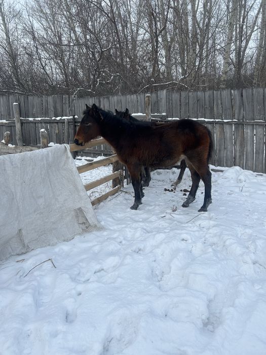 2 еркек жабагы  сатылад