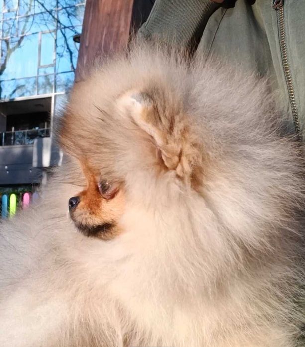 Померан Момичета с Родословие FCI