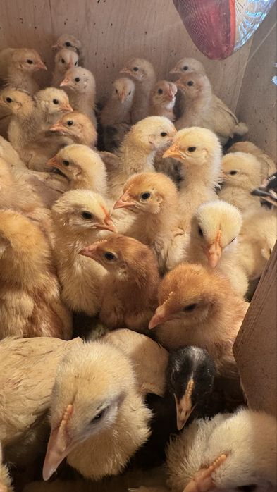 Цыплята две недели