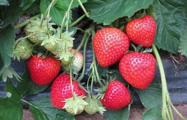 Stoloni capsuni Clery