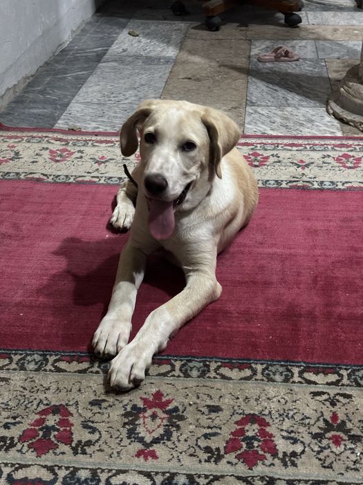 Labrador Retriever sotiladi