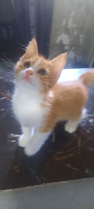 Котенок бесплатно