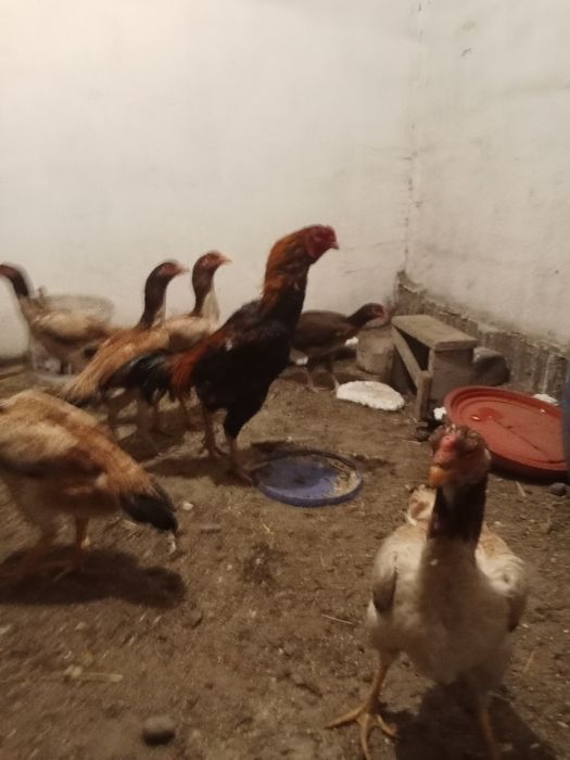 Даканы яйца 1000тг