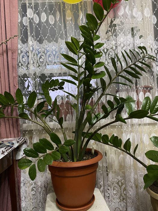 Цветок Замиокулькас