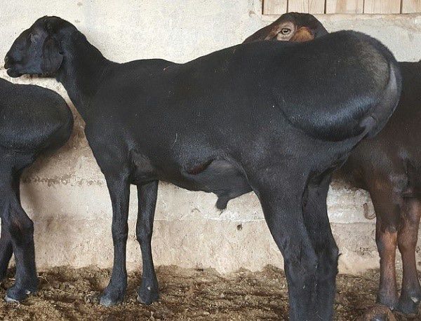 Куй йунги киркамиз