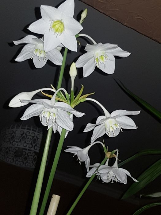 Растения комнатные