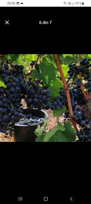 Producătoare de vânzare butasi