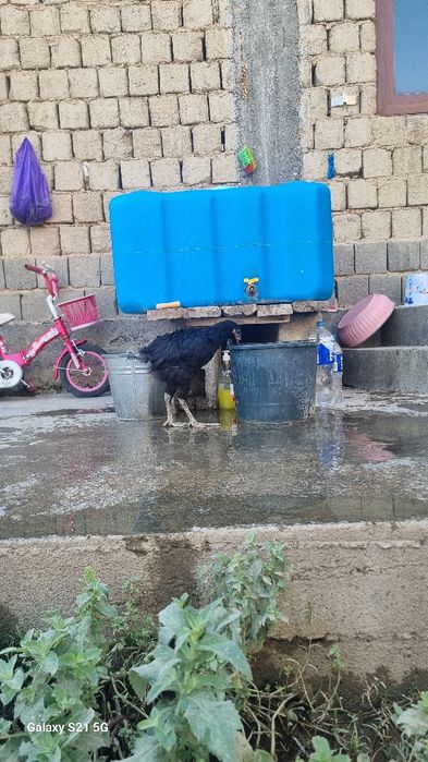 Чёрный принёс 10шт в месте.