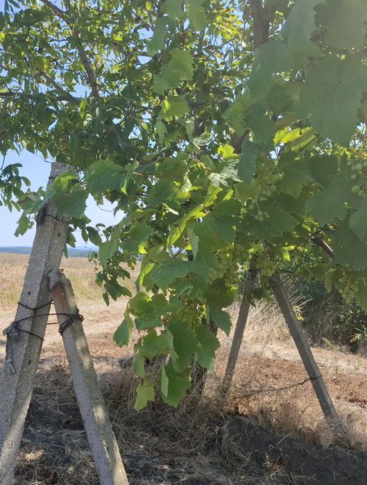 10 декара изглед море - с.Горица