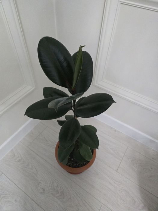 Продаю комнатные растения.