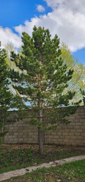 Продам ели и туя