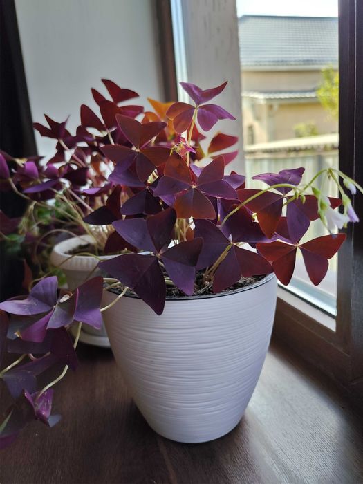 Кислица от 3500тг. 2 шт.