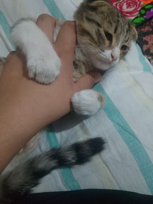 Scottish Fold mushukcha jinsi erkak  yoshi birga toʻlmagan