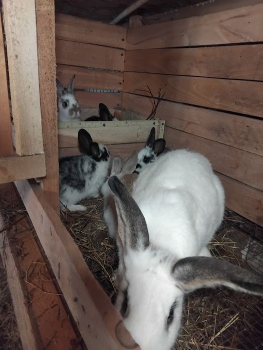 Кролики. Молодняк и взрослые