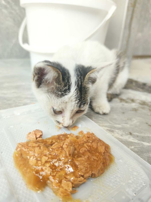 Котёнок белый задаром