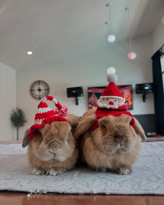 Karlik o’smaydigann quyonchalar