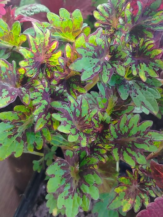 Продам срезы колеусов, традесканции.