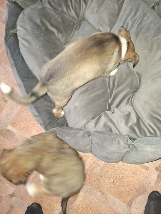 Отдам даром щенят