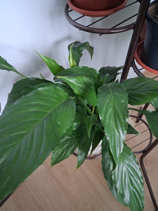 Спатифилум, розмарин и драцена